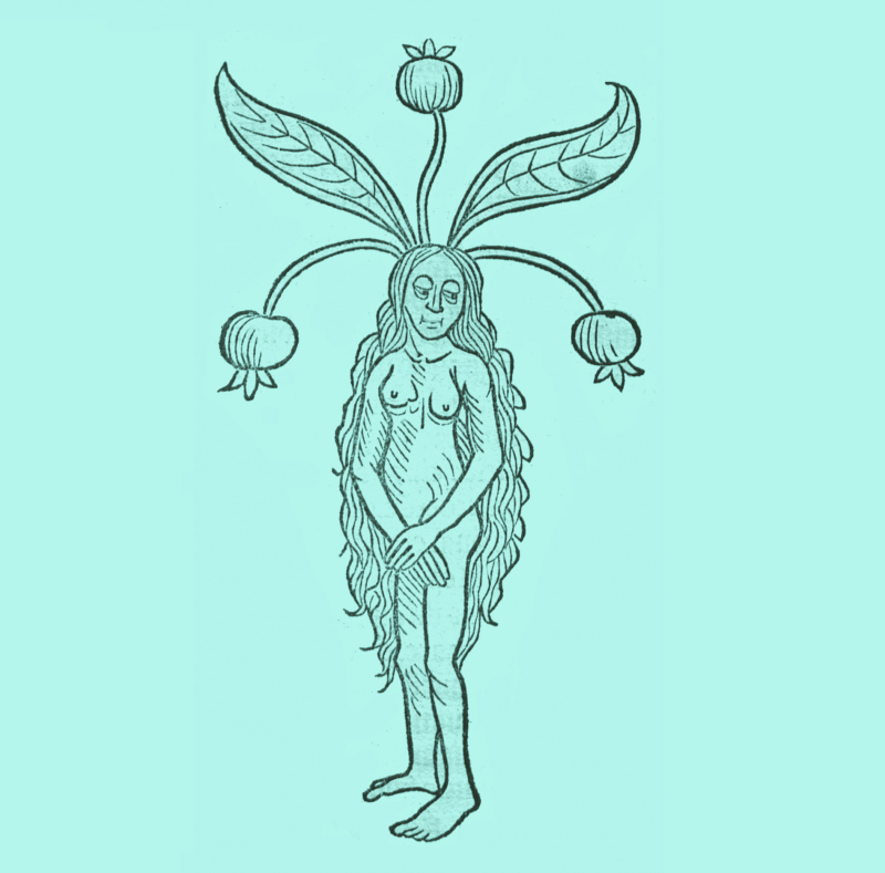 vrouwfiguur gestileerd als mythologische plant (mandrake)
