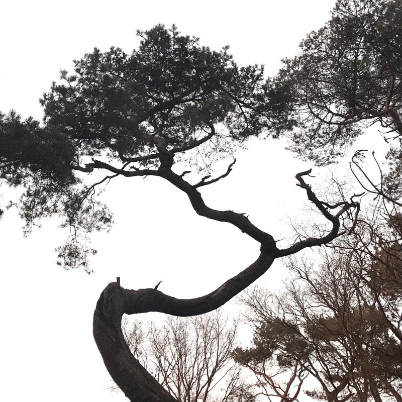 bomen met kronkelende takken op een blanke lucht