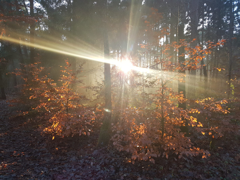 Herfstbladeren in de muziek