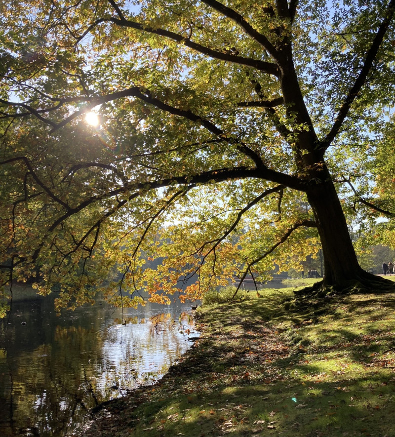 boom in herfstlicht