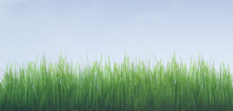 gras in kikkerperspectief met blauwe lucht