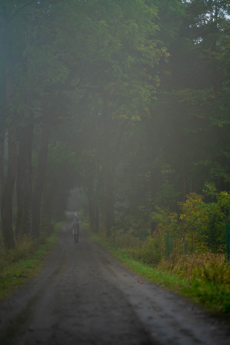 herfstig bos in nevel, persoon in de verte op wandelpad