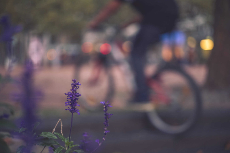 foto van een fietser met lavendel op voorgrond