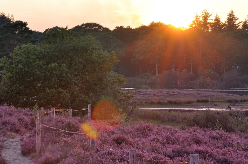 Vredig verpozen op de heide in de geest van Van Eeden
